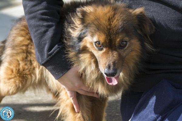 Bush: un simpatico orsetto di 10 kg Foto 7